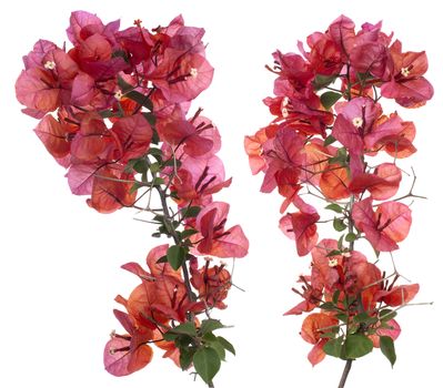 Bougainvillea with red blossoms isolated on white background.