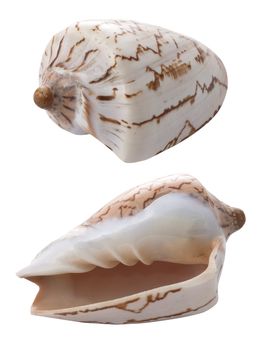 A conch in two different views isolated from the white background.