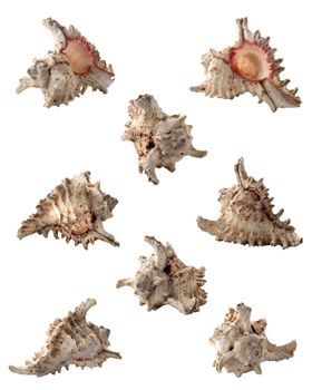 A conch in eight different views isolated from the white background.