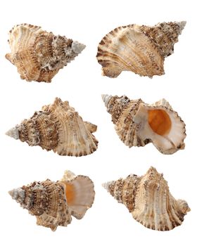 A conch in six different views isolated from the white background.