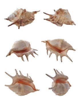 A conch in six different views isolated from the white background.