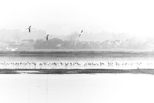A scenic black & white view with flamingos on the water.