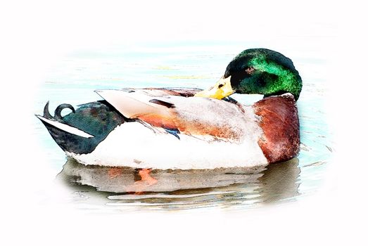 An illustration of a duck on a lake.