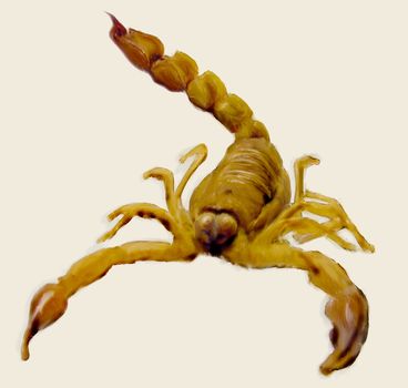 A desert scorpion digital painted.