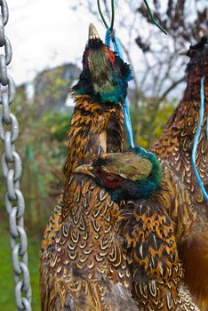 some pheasents shot and hung by a hunter