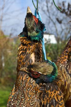 some pheasents shot and hung by a hunter