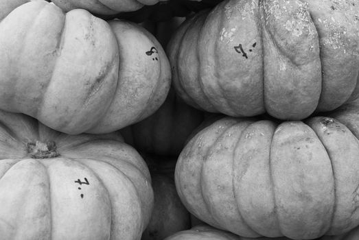 pumpkins lined up for buyers