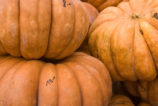 pumpkins lined up for buyers