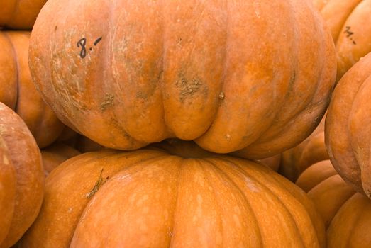 pumpkins lined up for buyers