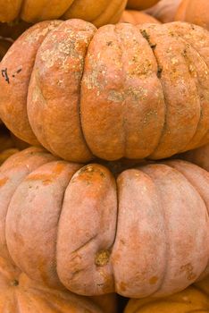 pumpkins lined up for buyers