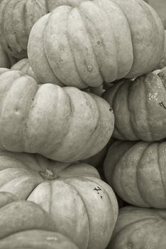 pumpkins lined up for buyers