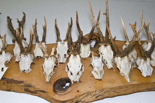 many different  horns mounted on a board
