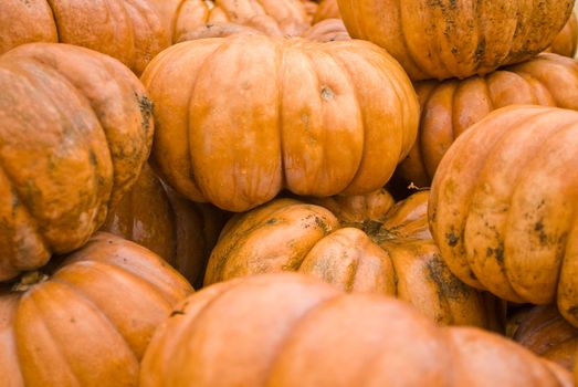 colorful pumpkins stacked for buyers