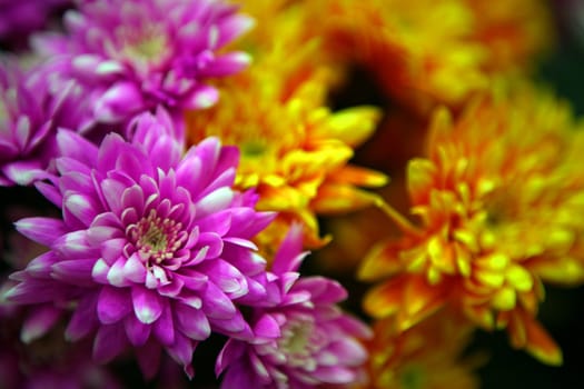 Daisy flowers