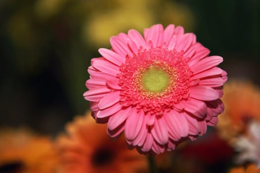 Daisy flowers