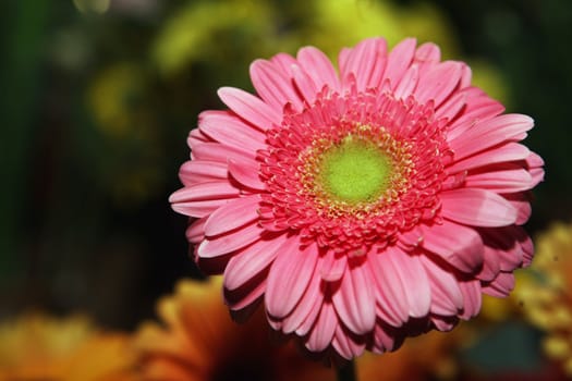 Daisy flowers