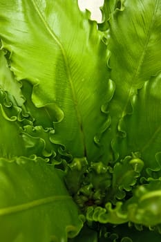 Vegetative background. Top runaway of an indoor plant.