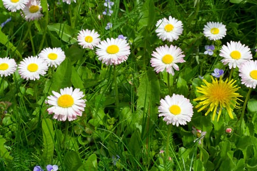 close-up daisy field on green grass background