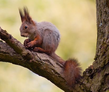 close-up ginger squirrel eating on tree 