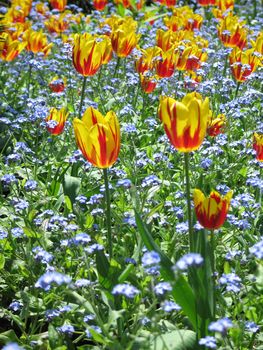 yellow and red tulip field