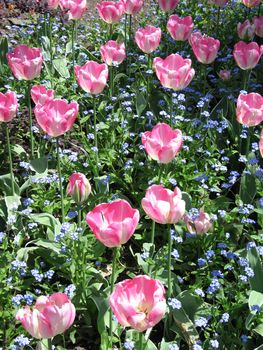 pink tulip field