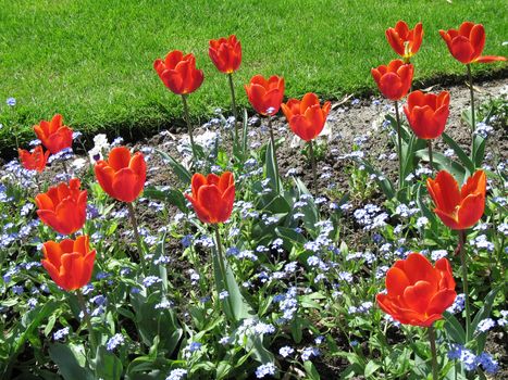 red tulips