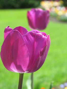 purple tulips