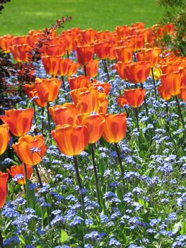 red tulips