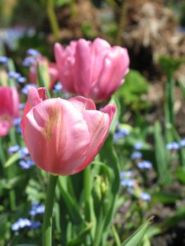 pink tulips