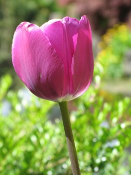 purple tulips