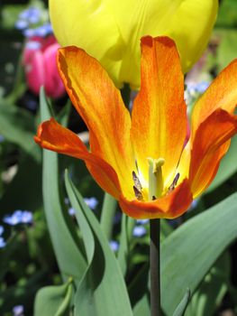 orange tulip