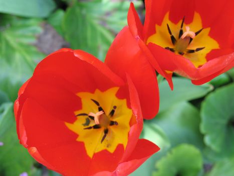 red tulips