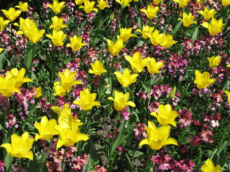 yellow tulip field