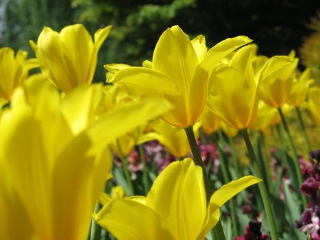 yellow tulip field