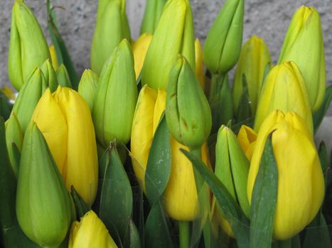 yellow tulips