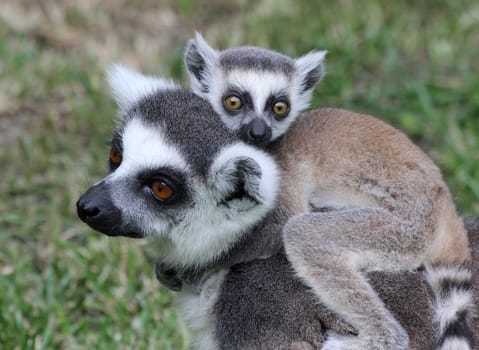 Lemur carring the kid on her back.