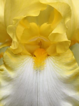 Close view of the iris flower petals from stamens and about.