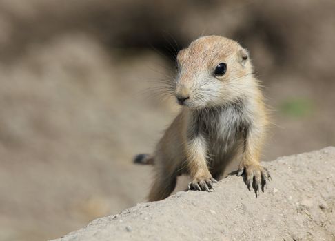 Puppy prairie dog, watching the hill side.