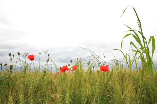 Poppies in a wheatfield