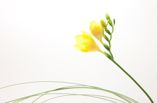 Beautiful freesia flowers over white background