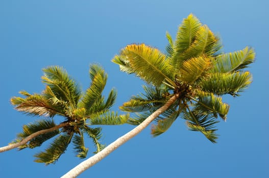 Two big palm tree stand in the sky