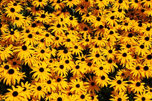 Yellow background made of rudbeckia flowers. Natural texture.