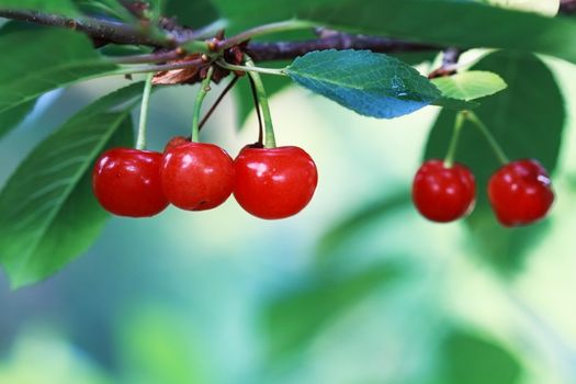 Group of bright red cherries hanging in the tree with morning light. Extreme shallow DOF with room for copy space.