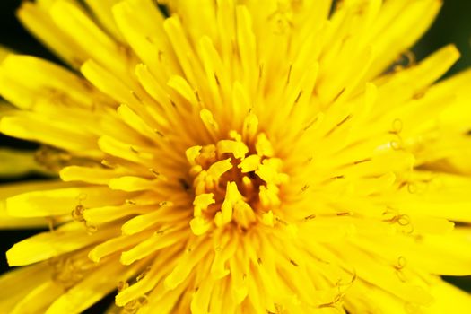 Yellow flower. Macro shot, top view.