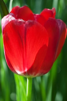 Closeup view of red tulip with shallow depth of field