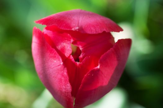 Closeup view of red tulip with shallow depth of field