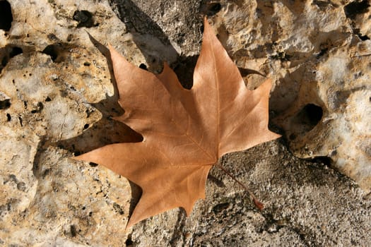 Plane tree leaf. Autumn object on stone background.