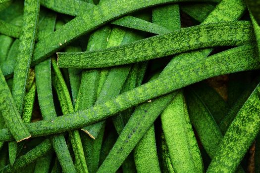 green leaf