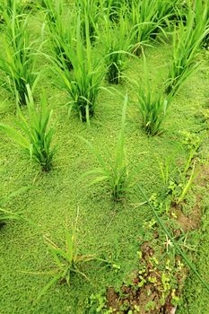 rice field