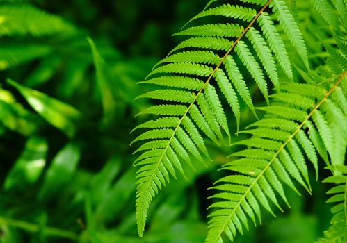 leaf